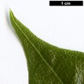 SpeciesSub: var. henryi